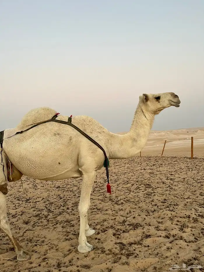 للبيع عشرا وضحا 0