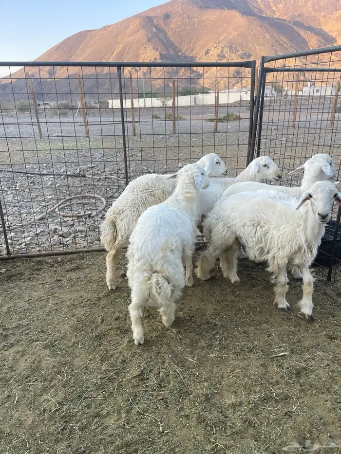 ( تم البيع )طليان حريات 4