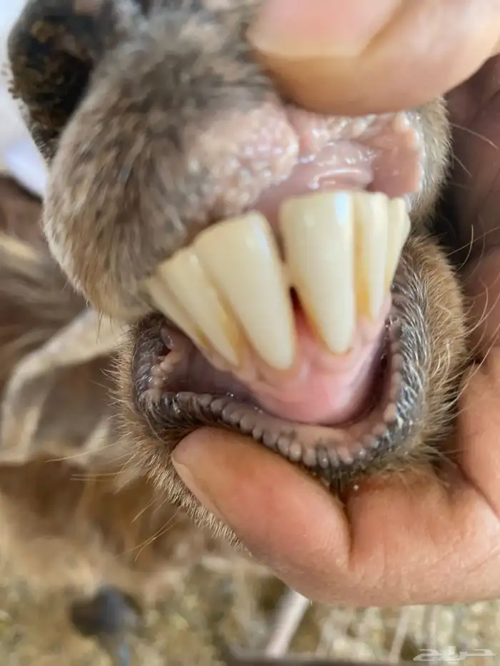 معزا بفحلها( تم البيييع ) 11