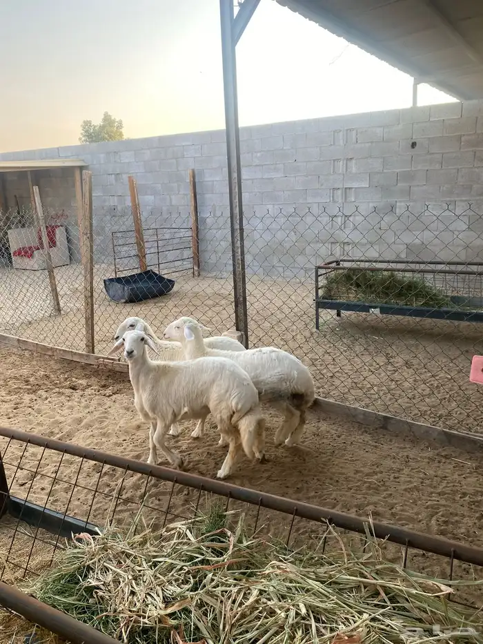 رخال فلل الفل   العمر اربع شهور 3