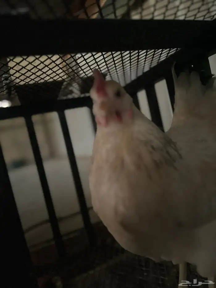 ديك و 7 دجاج 4