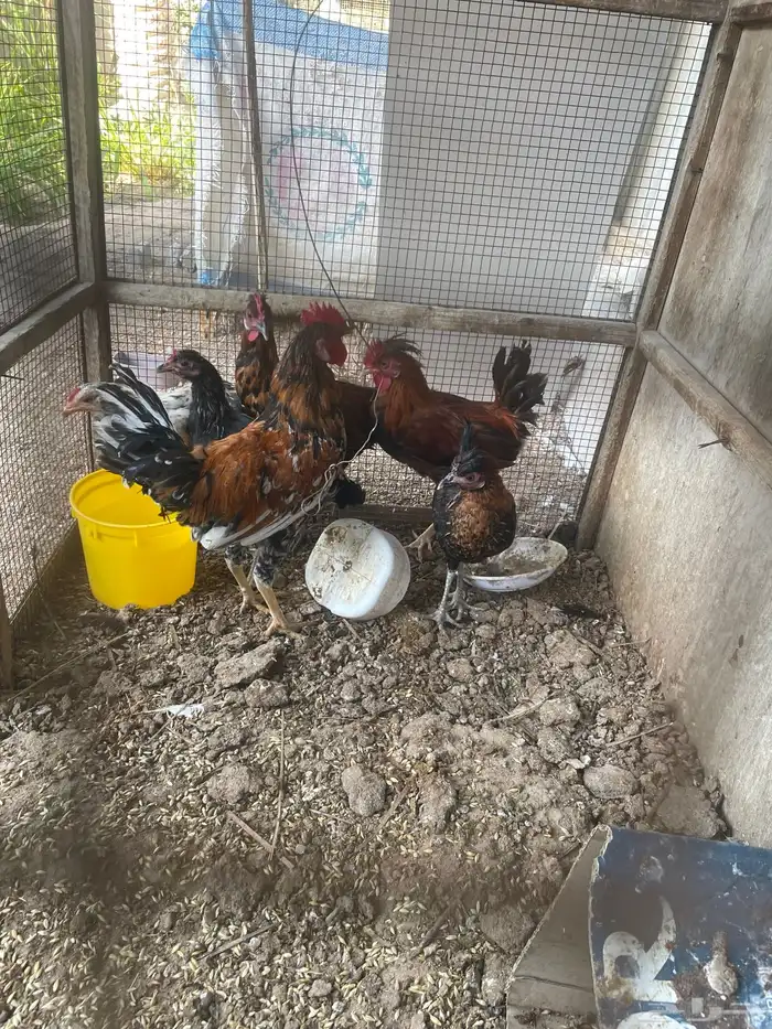 للبيع ديكه بلدي 2