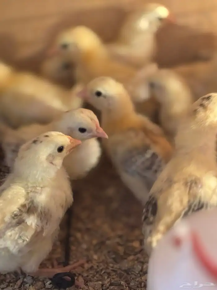 صوص بلدي فواتح 9