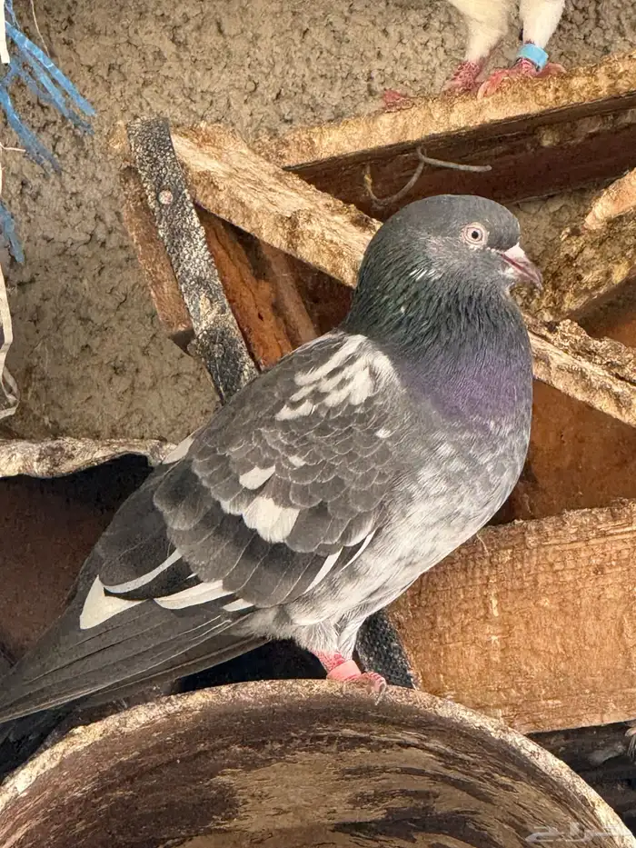 حمام تركي و بكستاني و صفاق 16