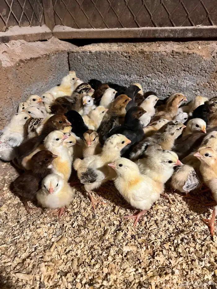 صيصان دجاج بلدي فيومي تركي عادي 1