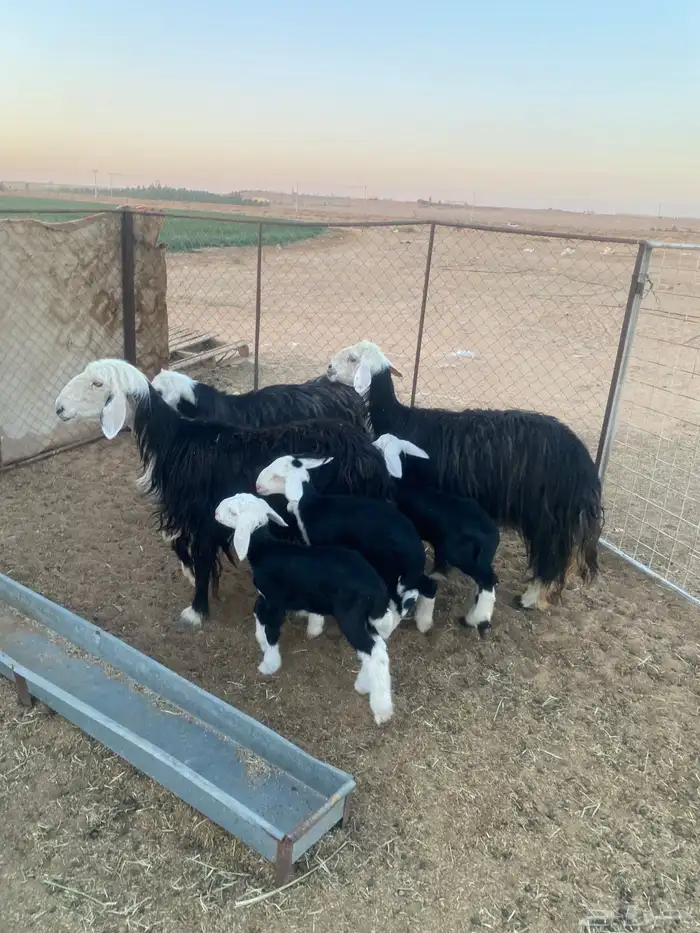 شياه نجد ولد 2