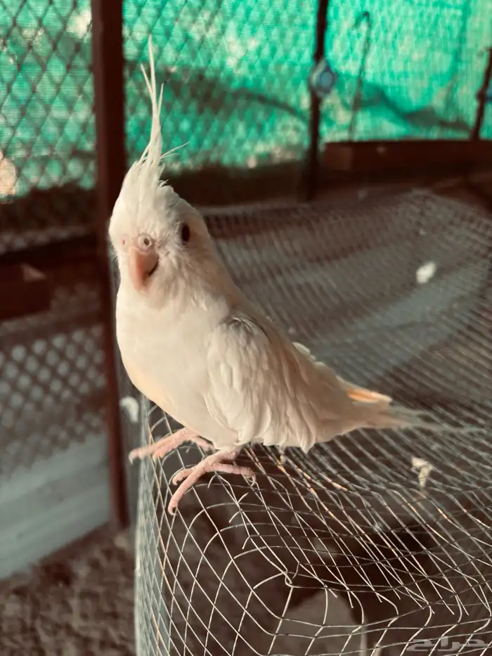 زوج كروان أليف 1