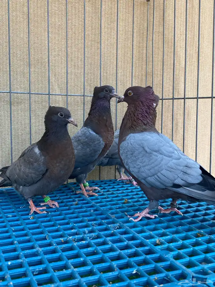 حمام زينه 13