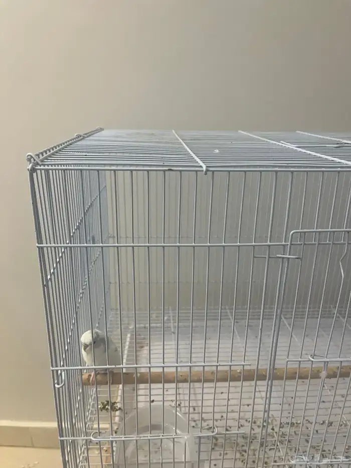 عصفور الحب مع القفص 1