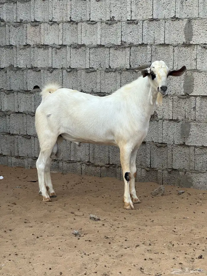 تيس بيشي اصيل 1