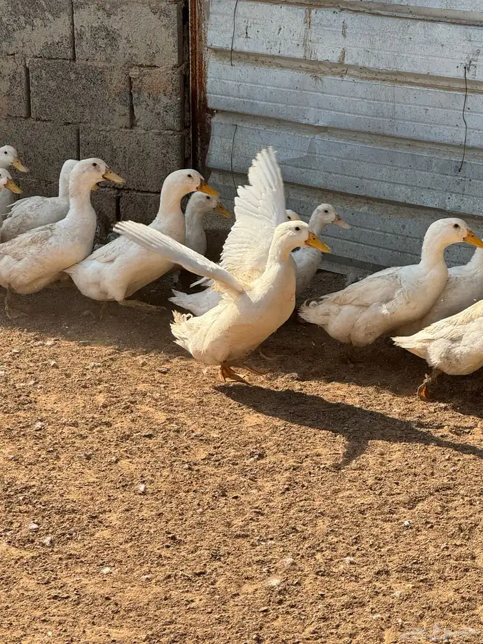 بط بكيني بياض 2