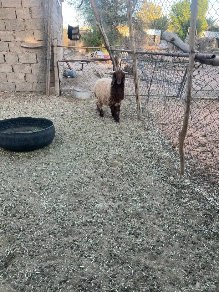 خرفان حري ونعيمي 4