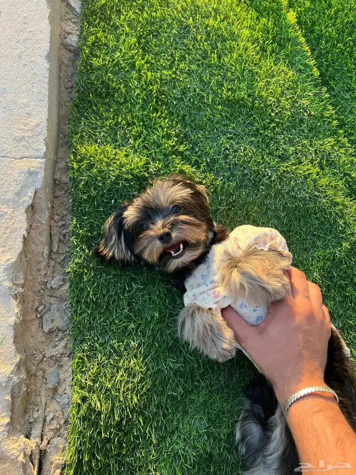 للبيع كلبة يوركشاير تيرير ( بيور ) 0