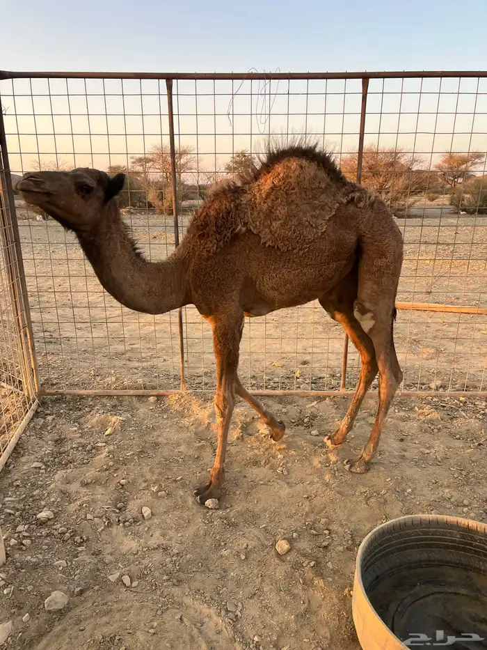 للبيع بكره ع حليب 1