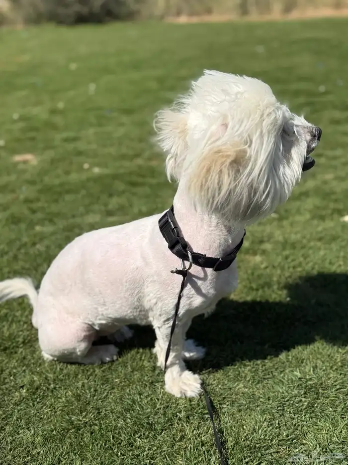 كلب مالتيز للبيع 2