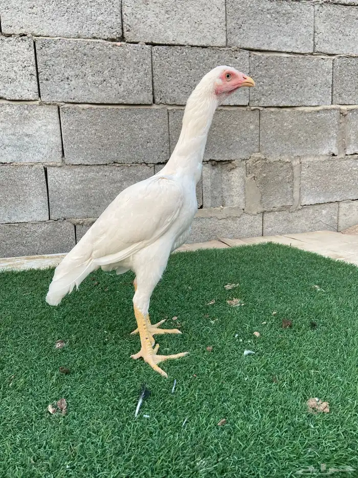 دجاجتين سندي نسل عم غبشان 2