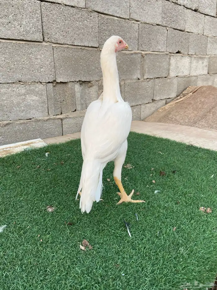 دجاجتين سندي نسل عم غبشان 4