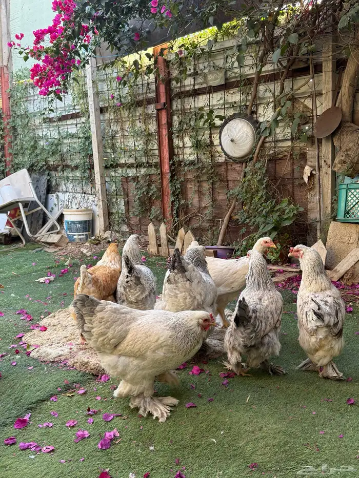 دجاج براهما 4