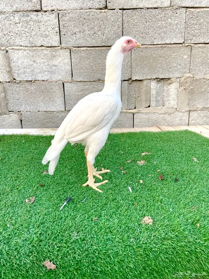 دجاجتين سندي نسل عم غبشان 8