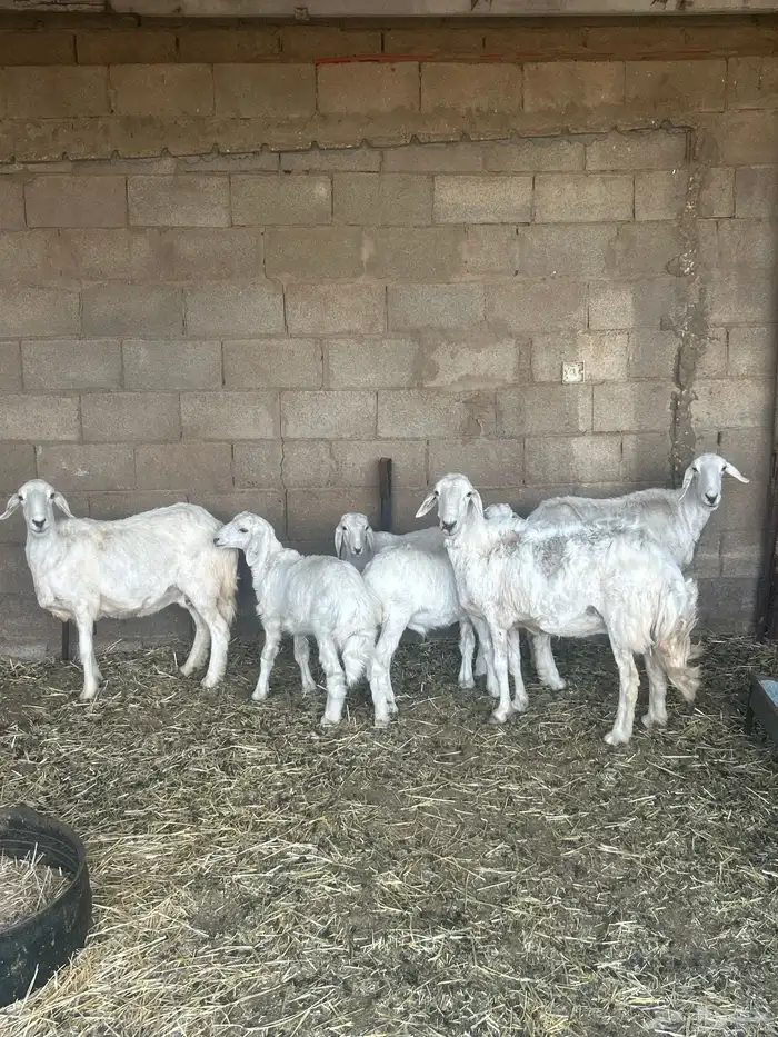 حريات خلفات 1