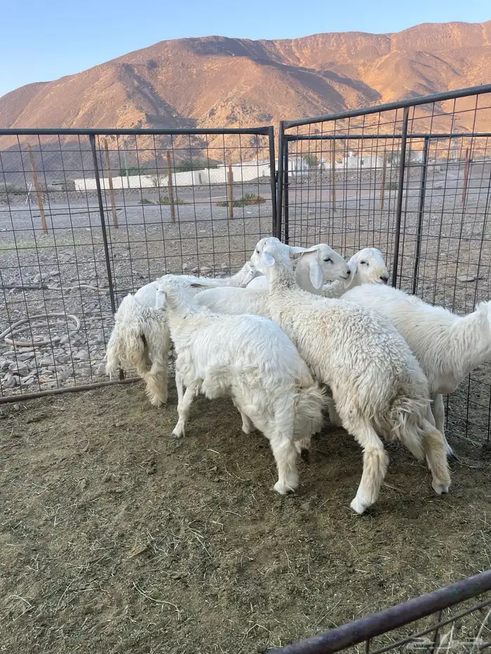 ( تم البيع )طليان حريات 6