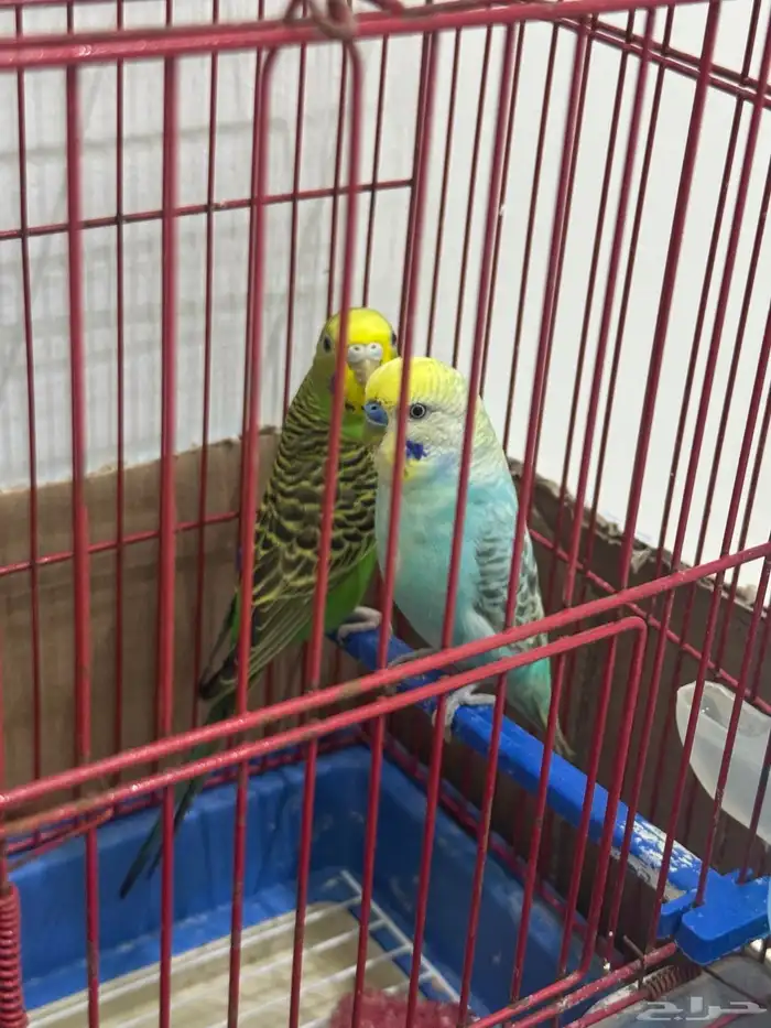 طيور بادجي 0