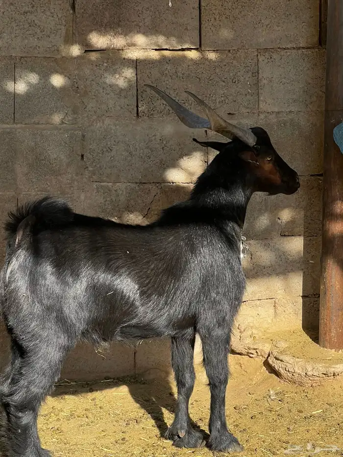 تيس فحل ادغس كفو وصنف طيب جدا 3