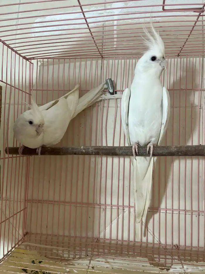 زوج كروان البينو منتج 0