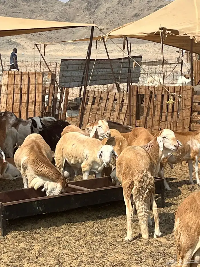 سواكني تربيه 2