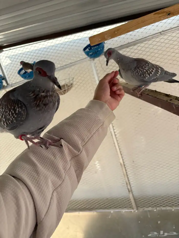 حمام افريقي 1