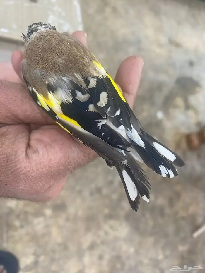 حسون فرخ سوري تم البيع 2