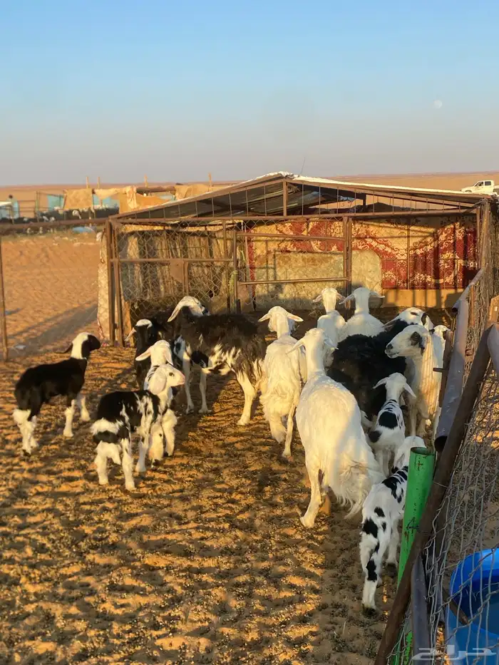 غنم للبيع 8غنم تحته 8بهم وا8بيولدن قريب و الفحم عدد الغنم25 3