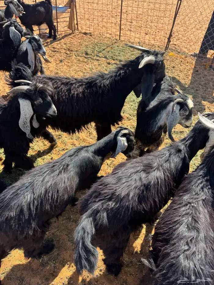 تيوس للبيع 2