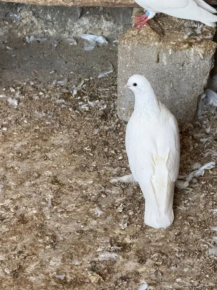 حمام تركي و بكستاني و صفاق 9