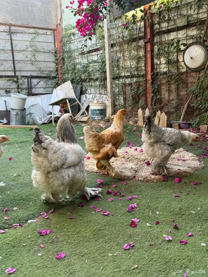 دجاج براهما 6