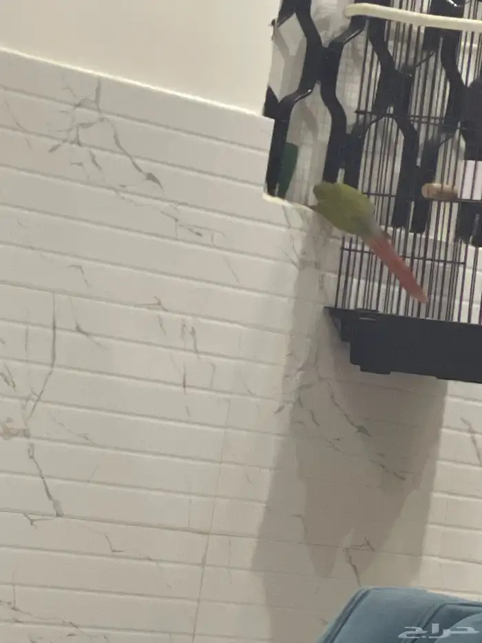 ببغاء كنيور اليف فيه بعض الكلام غير مفهوم 3