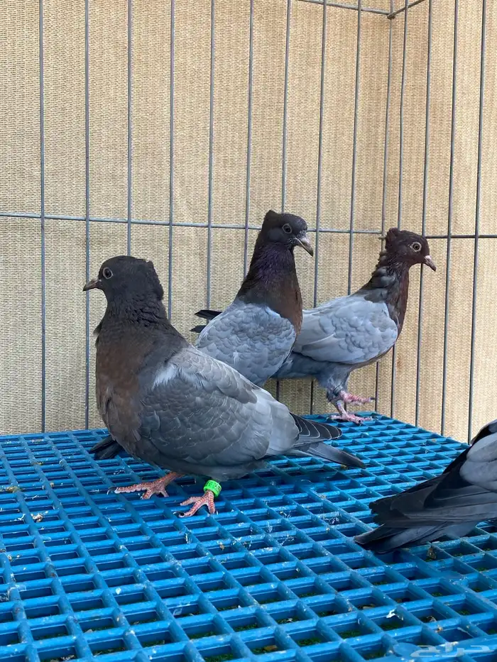 حمام زينه 14