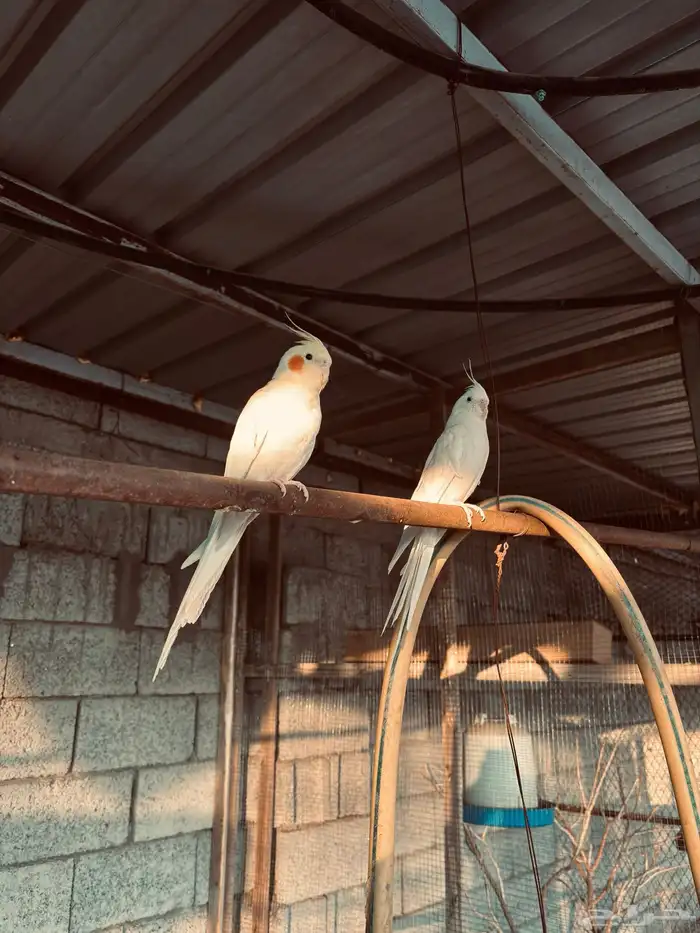 زوج كروان أليف 2