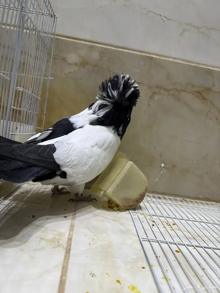 عرض لكم طيور سوداني الحجم م شاء الله بطل 29