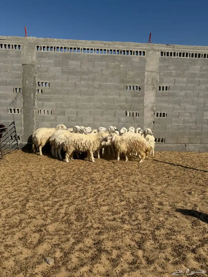 حري رخال دفيع جروم كبيره 7