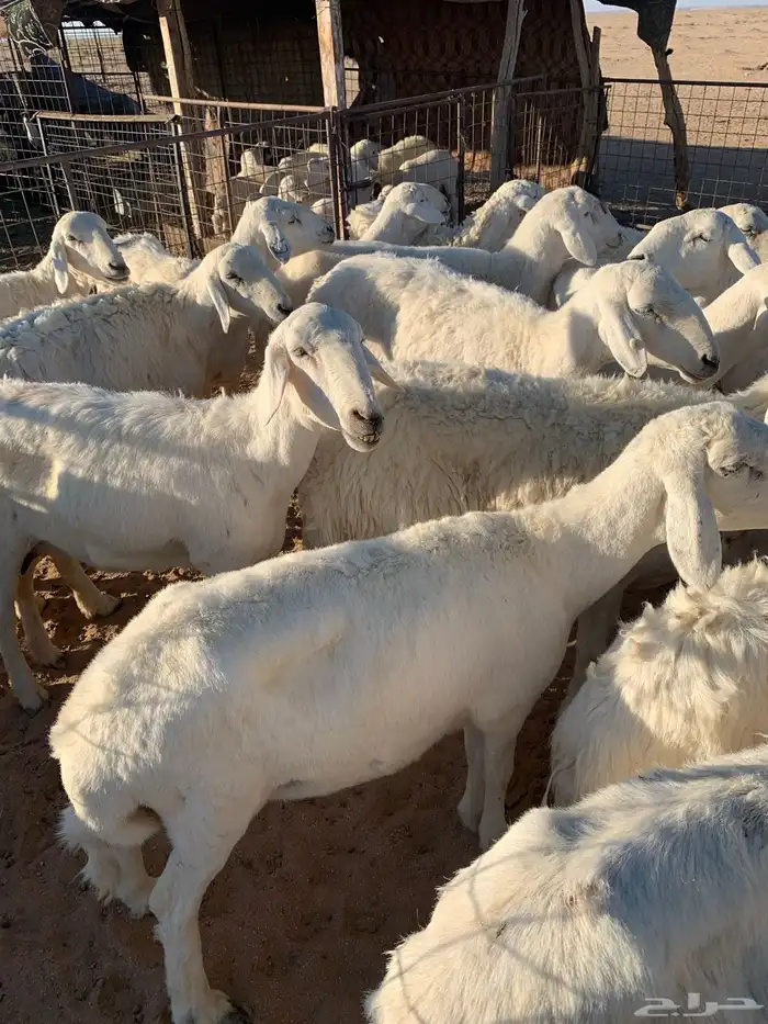 حريات عددها حوالي 30 مع الفحل معها بهم 15 1