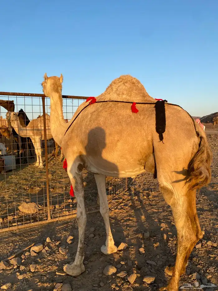 خلفه مصغر وصغيرة سن وتحتها بكره طيبه تممم البيعع 0