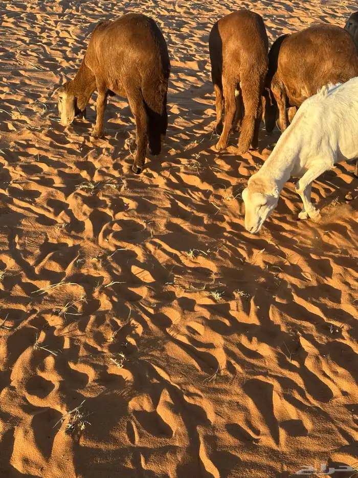 سواكن تنصفط للقناي العدد 30 34