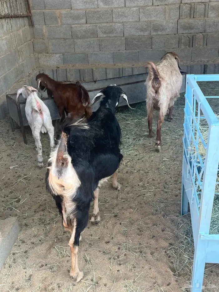 عنزين ولد تم الببيع 2