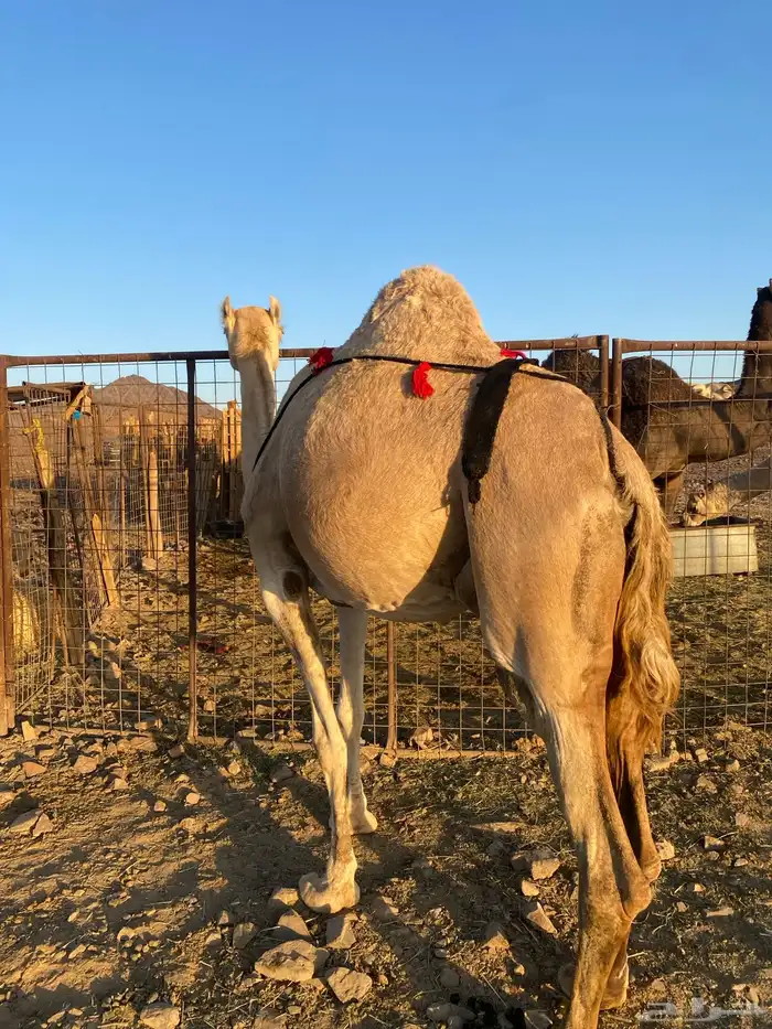 خلفه مصغر وصغيرة سن وتحتها بكره طيبه تممم البيعع 2