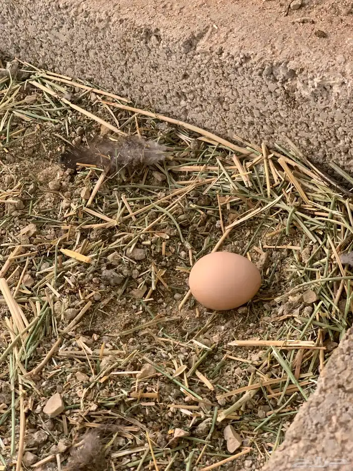 فزنت سيلفر 3