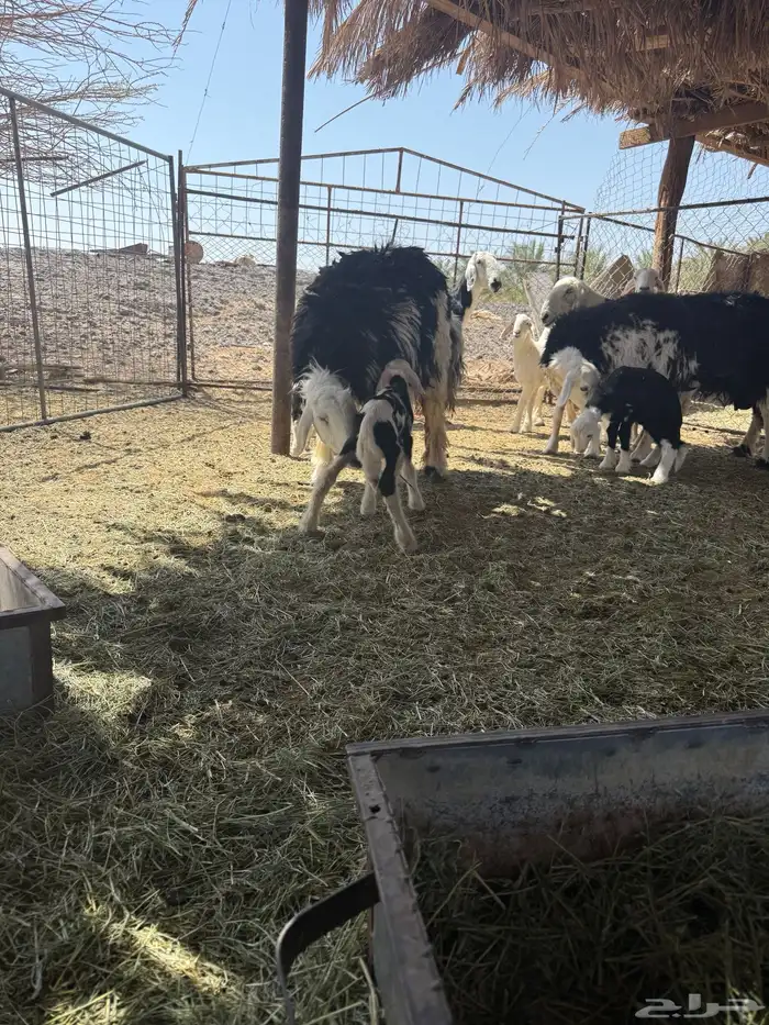 ضان نجد ولد 6معها 7 0