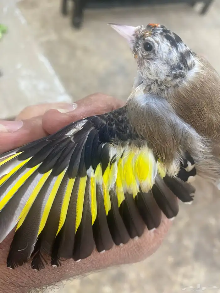 حسون فرخ سوري تم البيع 1