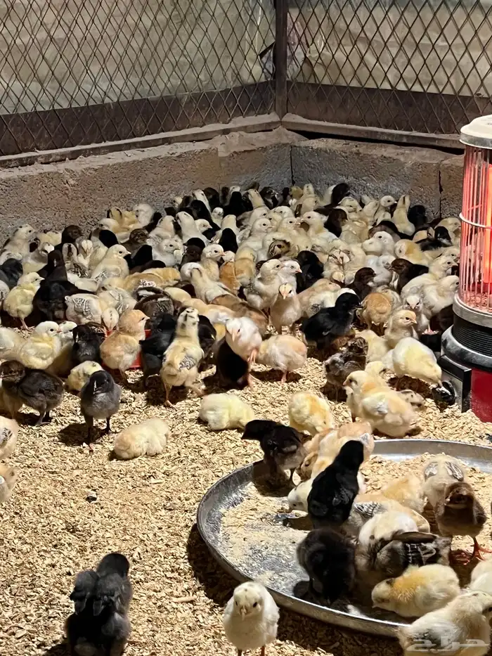 صيصان دجاج بلدي فيومي تركي عادي 0