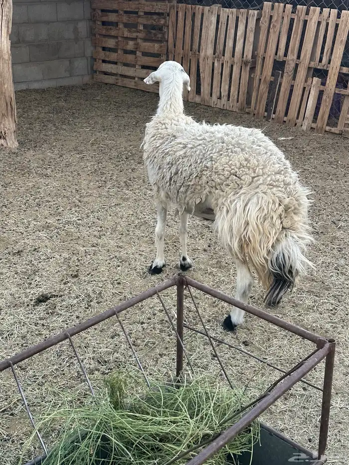 حايل حميس سديس 0